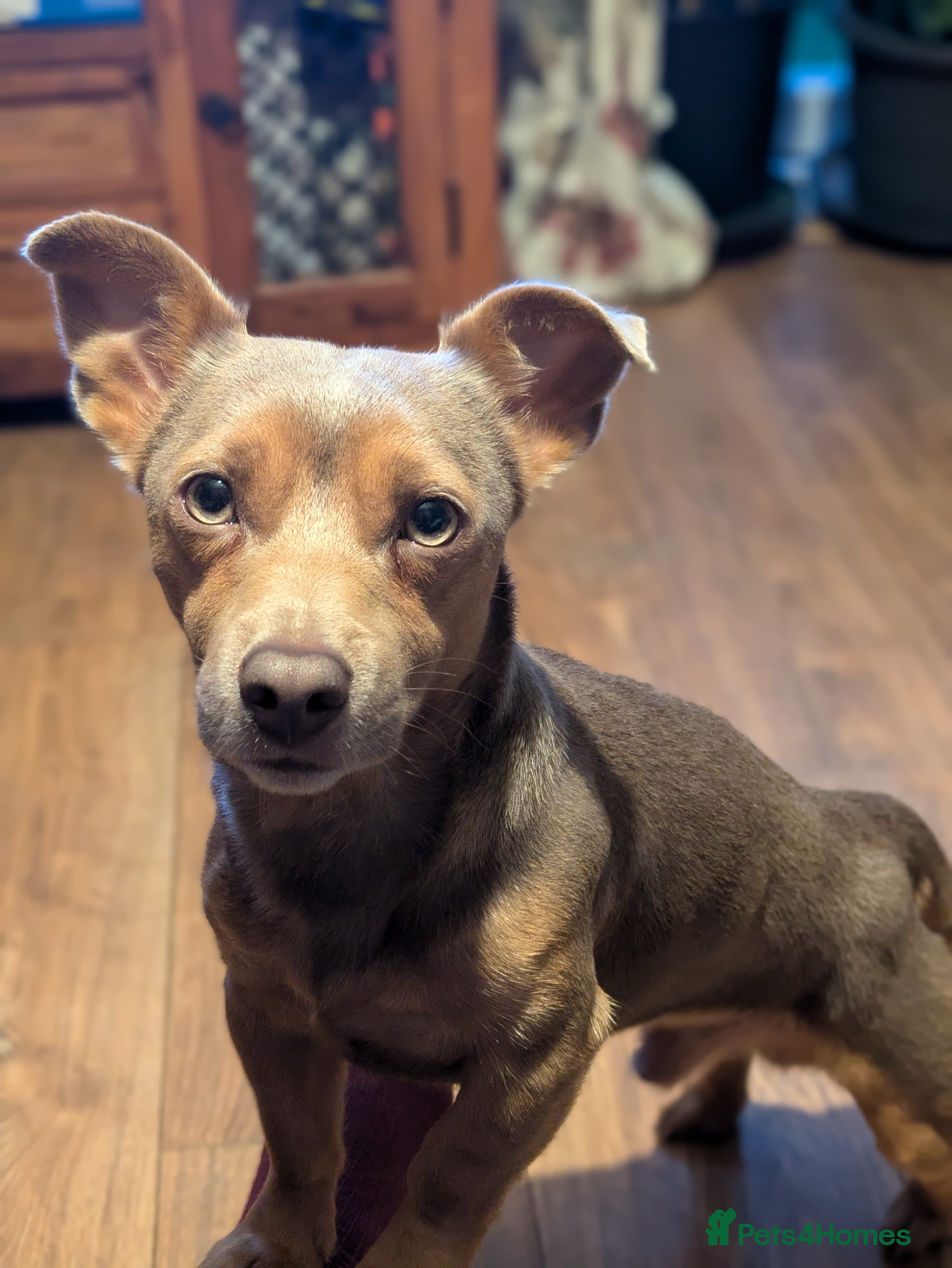 Jack Russell dogs For Stud Jack Russell (Short Legged) in Slough - Advert 12