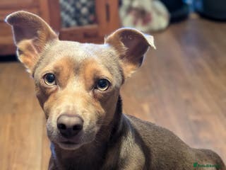 Jack Russell dogs For Stud Jack Russell (Short Legged) in Slough - Advert 8