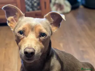 Jack Russell dogs For Stud Jack Russell (Short Legged) in Slough - Advert 12