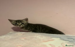 Bengal cats for sale: Bengal x Ragdoll Kittens - Advert 11