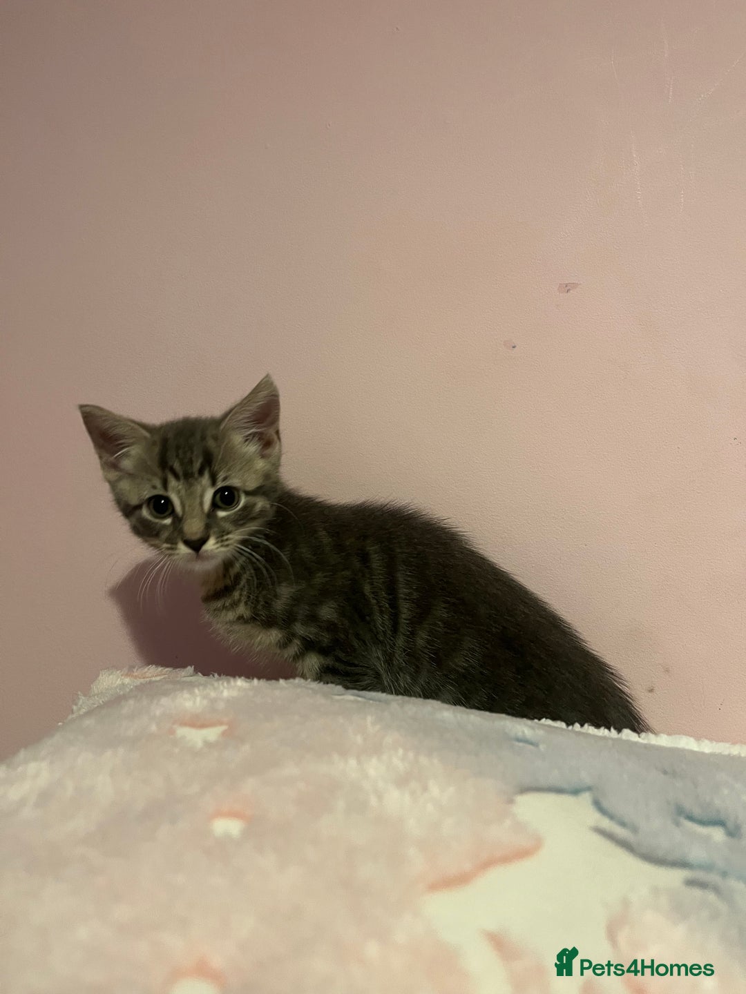 Bengal cats for sale: Bengal x Ragdoll Kittens - Advert 11