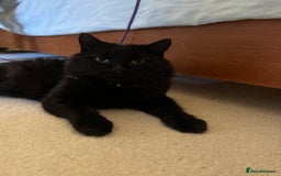 British Longhair cats for sale: A friendly cat with a big heart - Image 2