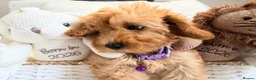 Maltipoo dogs for sale: 💖BEAUTIFUL LICENSED-BRED MALTIPOO💖 in Virginia Water - Advert 34