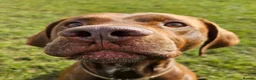 Pointer dogs for adoption: Hector in Rowlands Gill - Advert 1