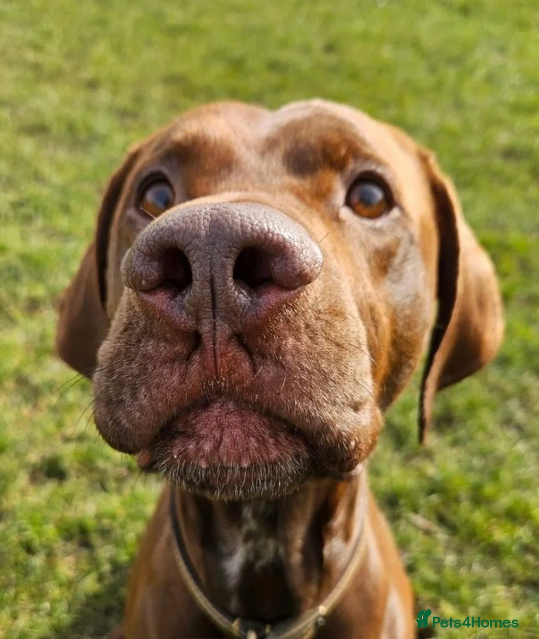 Pointer dogs for adoption: Hector in Rowlands Gill - Advert 1
