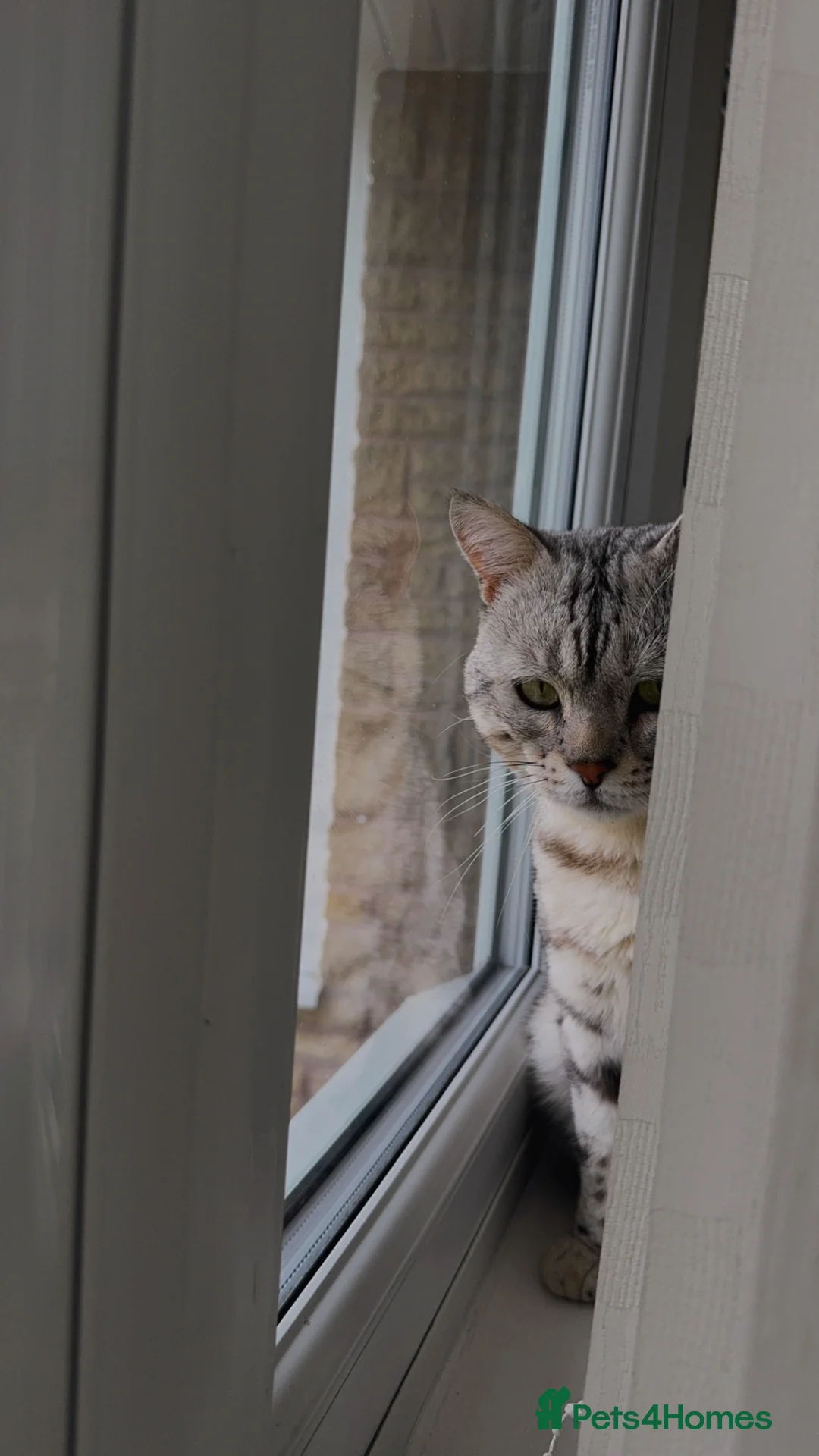 Mixed Breed cats for sale: Rare Silver Bengal x British Shorthair Boy  in Bolton - Advert 2