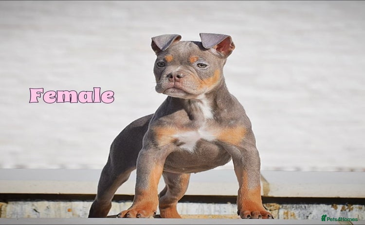 Old Tyme Bulldog dogs - Advert 3