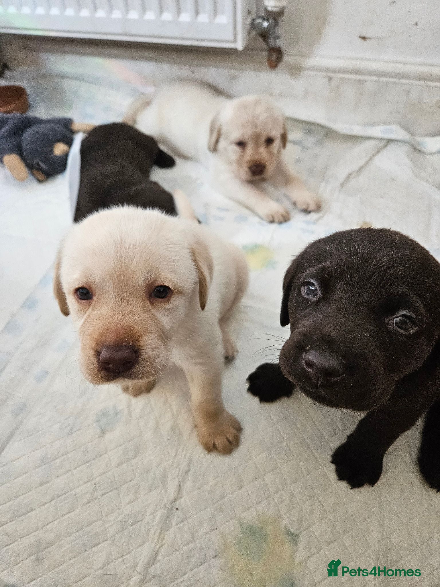 Labrador Retriever dogs Gorgeous chunky labrador puppies  - Advert 13