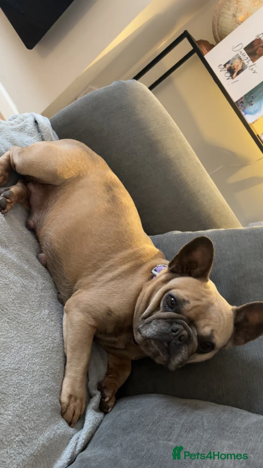 French Bulldog dogs for sale: Beautiful Frenchies 😍 in Rotherham - Advert 1