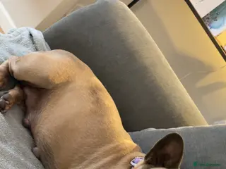 French Bulldog dogs Beautiful Frenchies 😍 - Advert 1