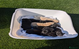 Labrador Retriever dogs for sale: Labrador puppies - (5 weeks free insurance) - Image 9
