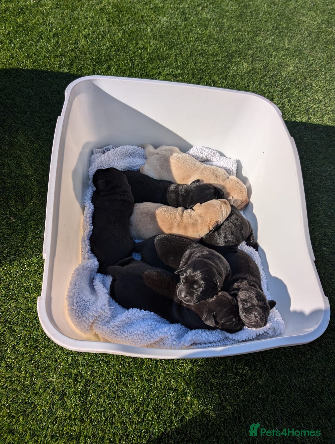 Labrador Retriever dogs for sale: Labrador puppies - (5 weeks free insurance) - Image 9