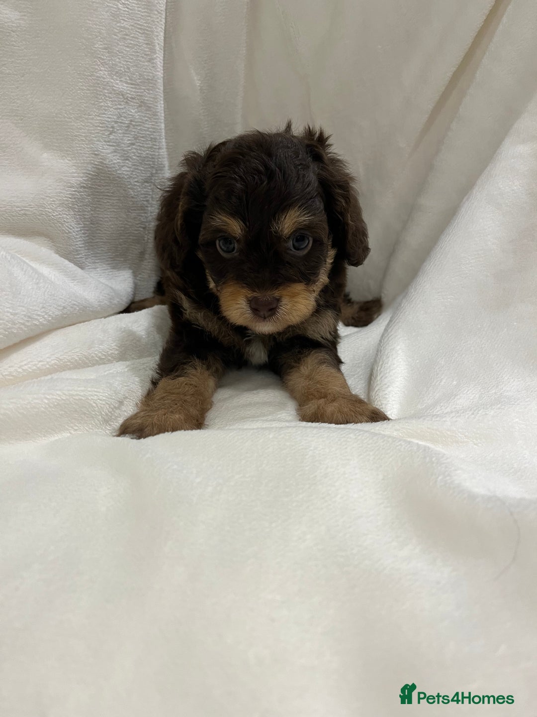 Cavapoo dogs for sale: Rare extensively health tested chocolate cavapoos - Advert 10