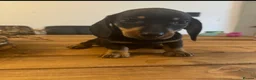 Miniature Dachshund dogs for sale: ** PRA CLEAR MINI DACHSHUND PUPPIES ** - Advert 15