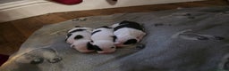 Mixed Breed dogs for sale: Staff x american bulldog puppies - Advert 9