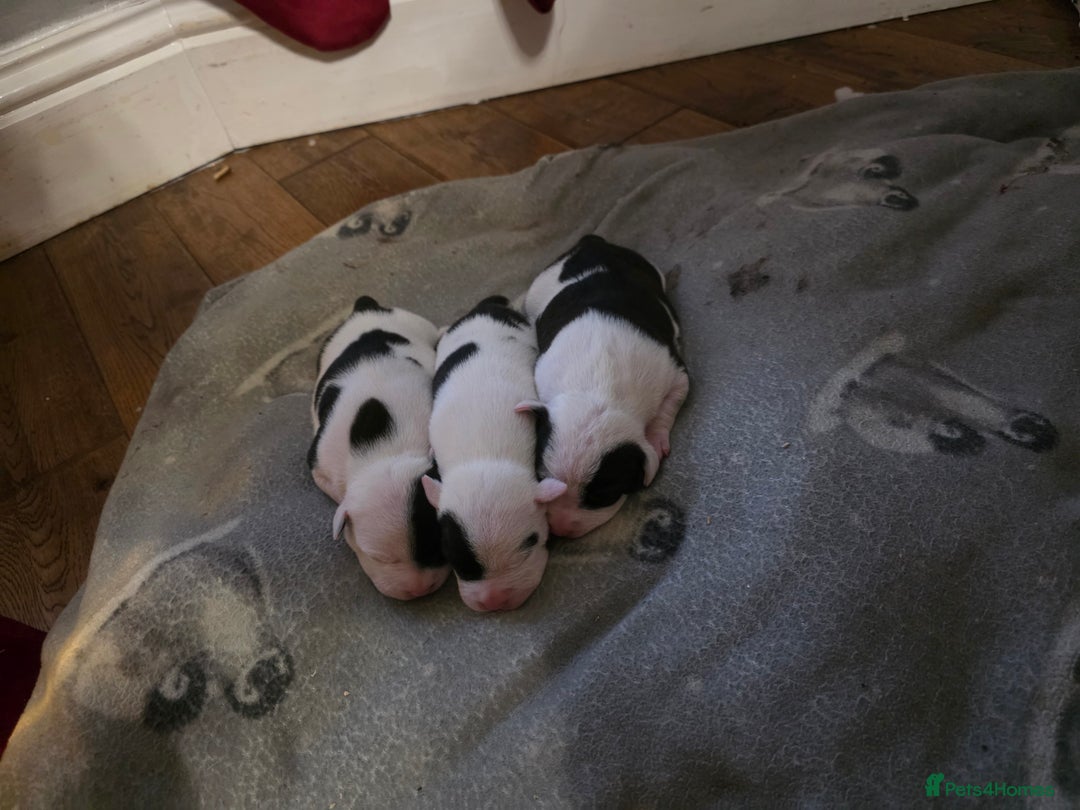 Mixed Breed dogs for sale: Staff x american bulldog puppies - Advert 9