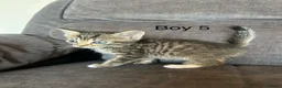 Mixed Breed cats for sale: Stunning kittens available ready now  - Advert 37