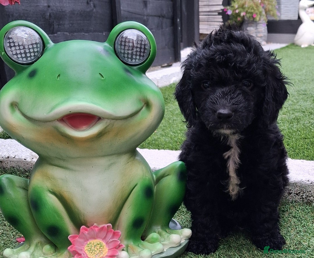 Cockapoo dogs for sale: ** BEAUTIFUL LITTER OF COCKAPOOS ** - Image 30