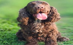 Cockerdor dogs for sale: Labrador x Cocker babies  - Image 3