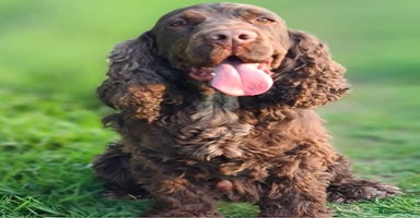 Cockerdor dogs - Advert 14