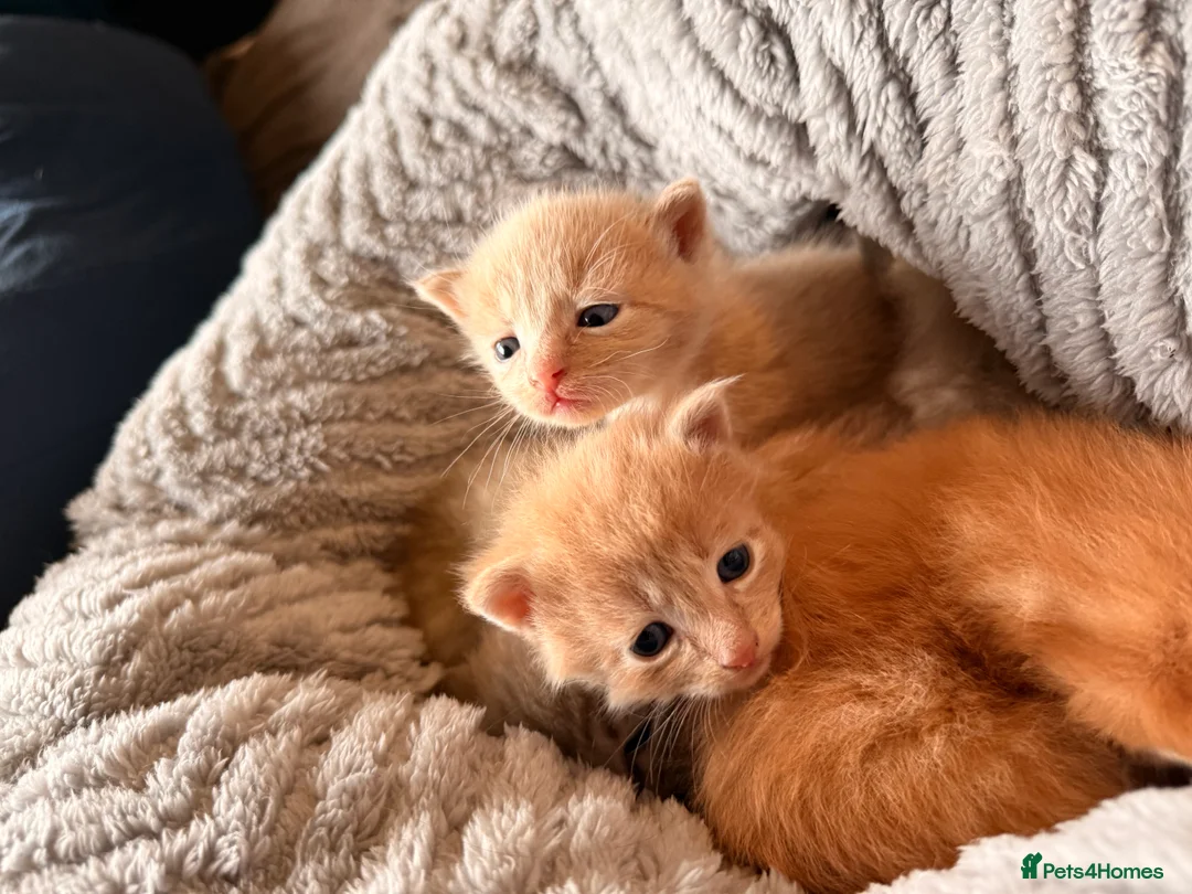 Mixed Breed cats for sale: Beautiful Ginger tabby kittens  - Advert 5