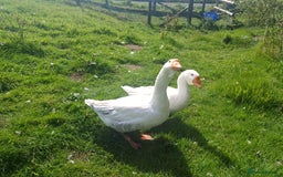 Geese poultry for sale: Beautiful Emden Geese - Image 4