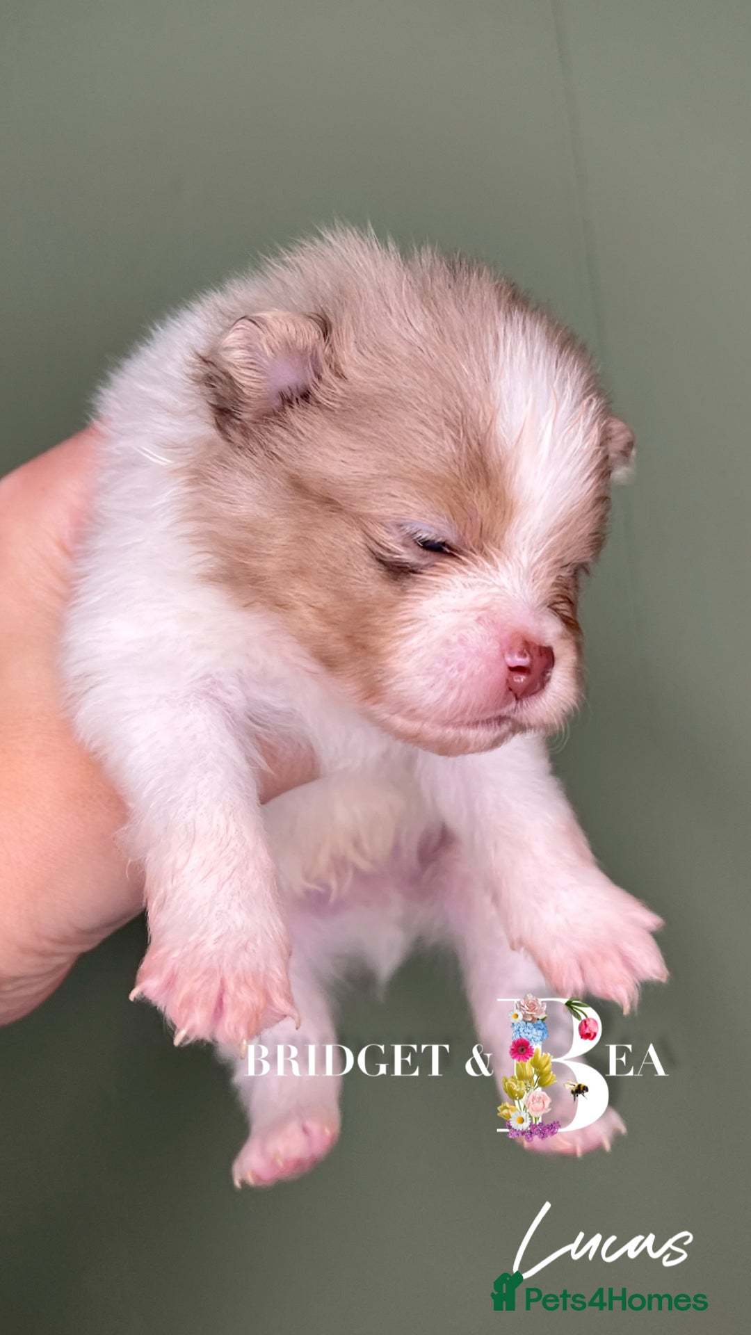 Pomeranian dogs for sale: 💛PUPPIES ARRIVED 💛 - Advert 37