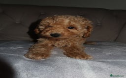 Toy Poodle dogs for sale: Toy poodle puppy - Image 12