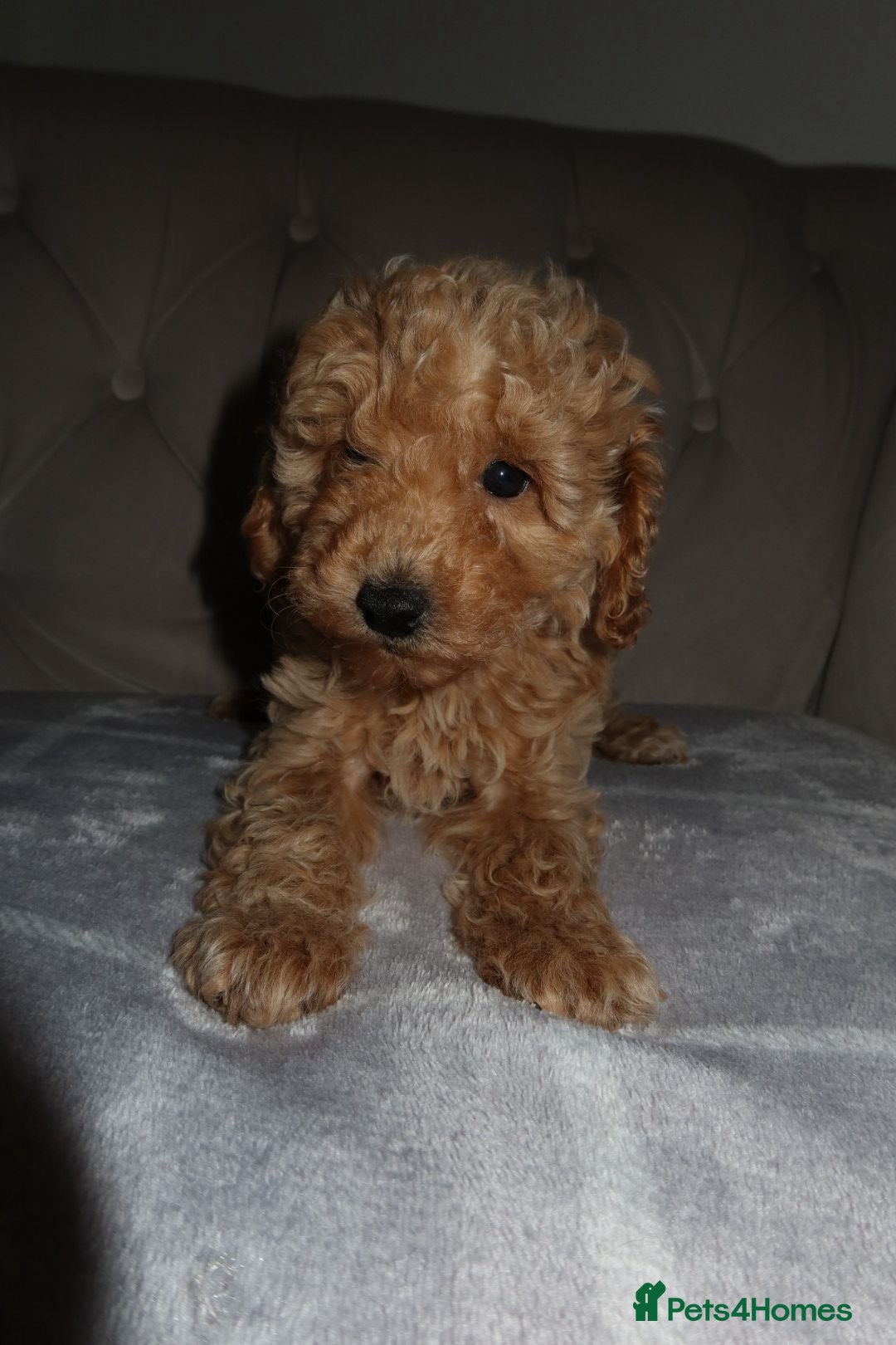 Toy Poodle dogs for sale: Toy poodle puppy - Image 12