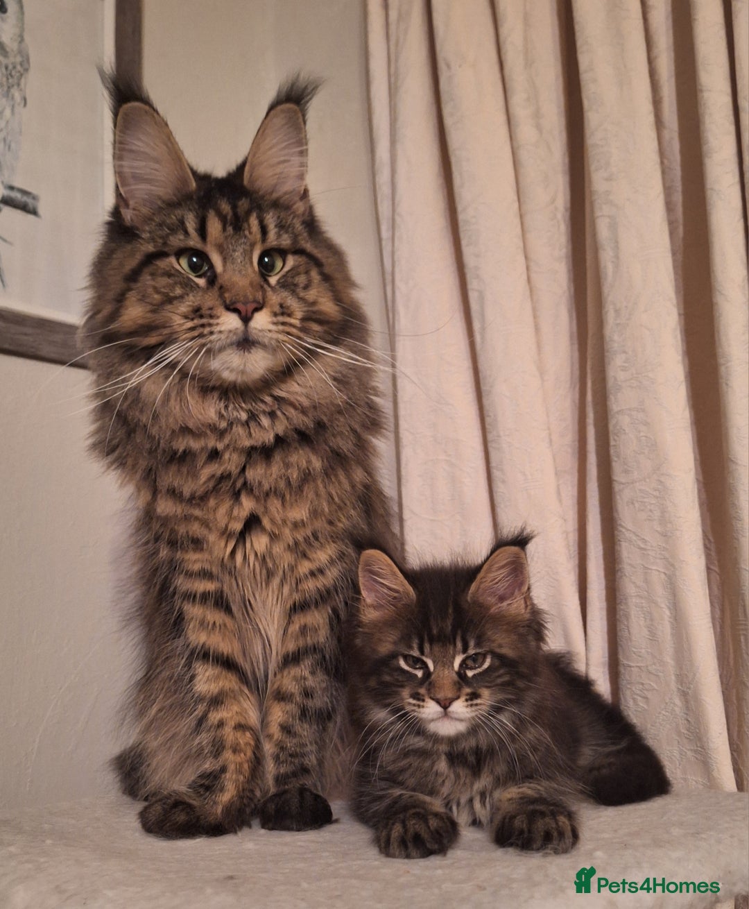 Maine Coon cats for sale: Lintons Pride Maine Coon Kittens. Ready Now - Image 14