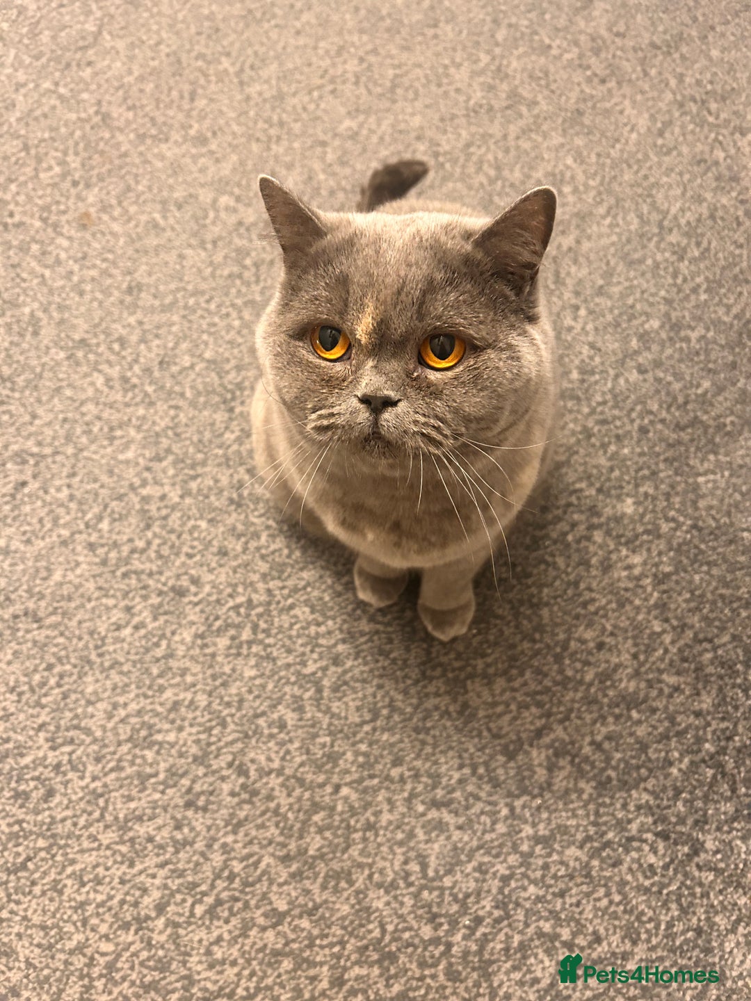 British Shorthair cats for sale: Beautiful girl bsh 2 y/o - Advert 3