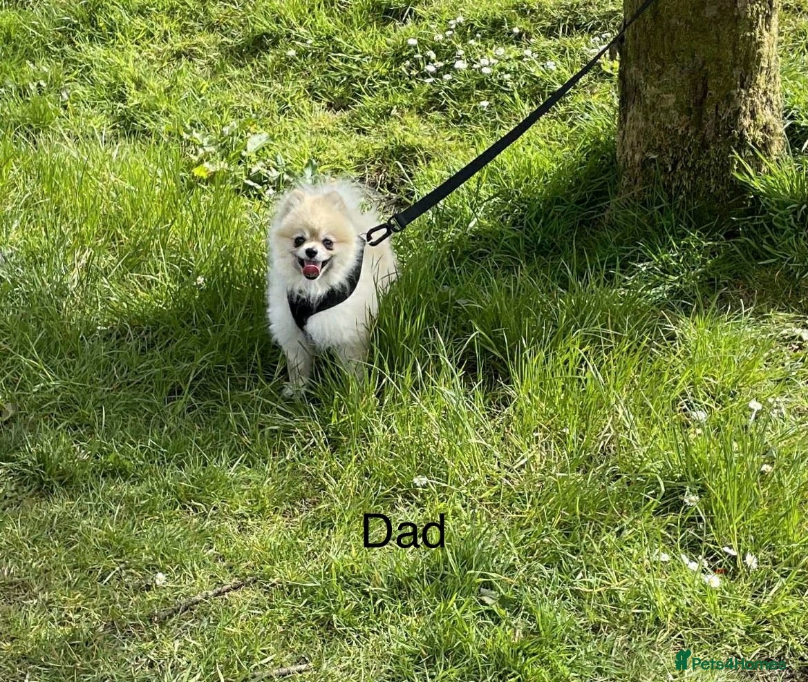 Pomeranian dogs Teddy bear Pomeranian puppies  - Advert 2