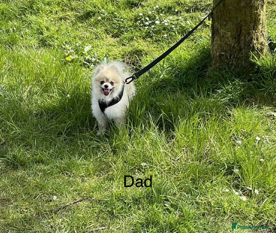 Pomeranian dogs for sale: Teddy bear Pomeranian puppies  - Advert 2