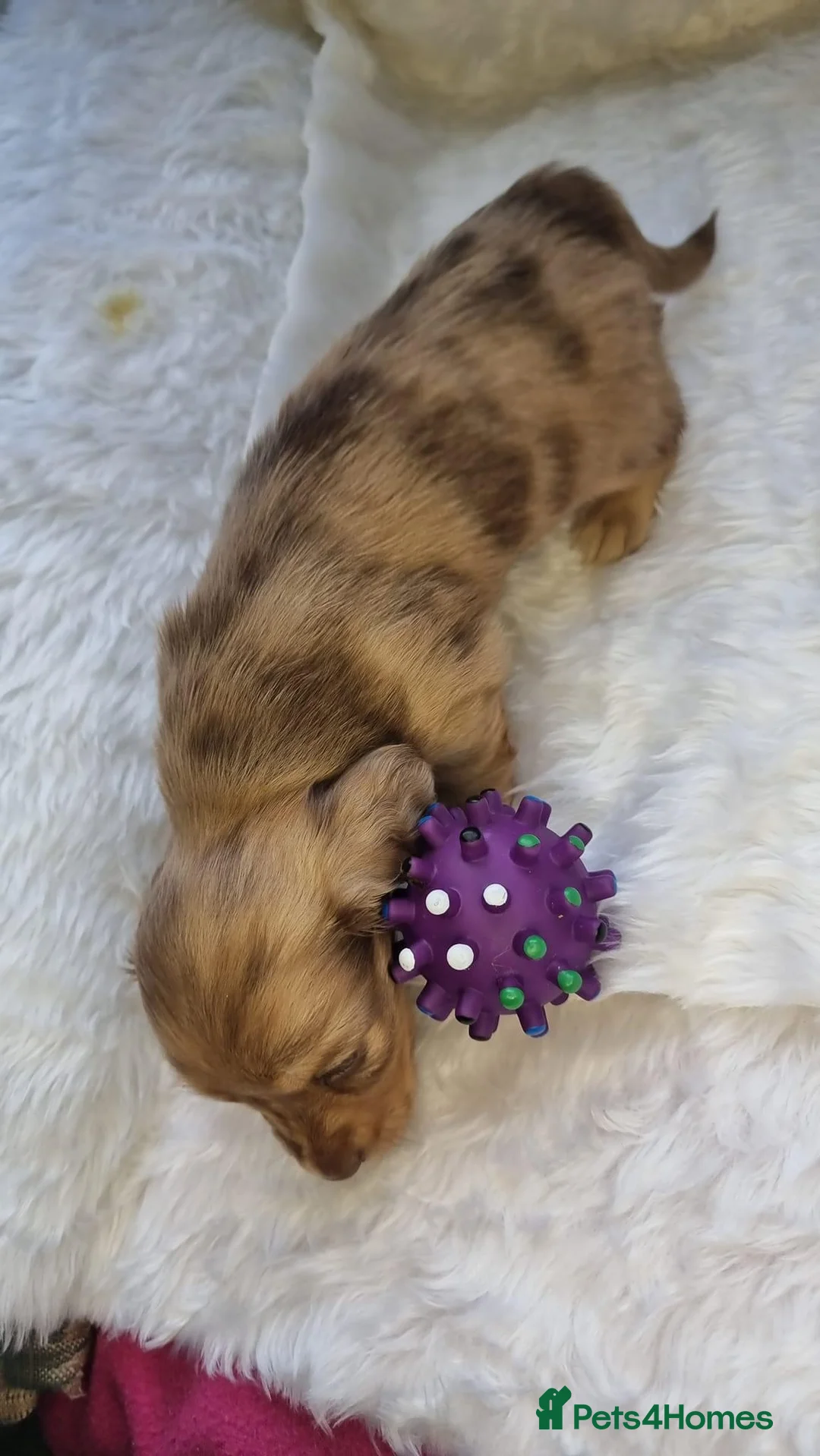 Dachshund dogs for stud: Kc Mini long haired dapple  in Leeds - Advert 9