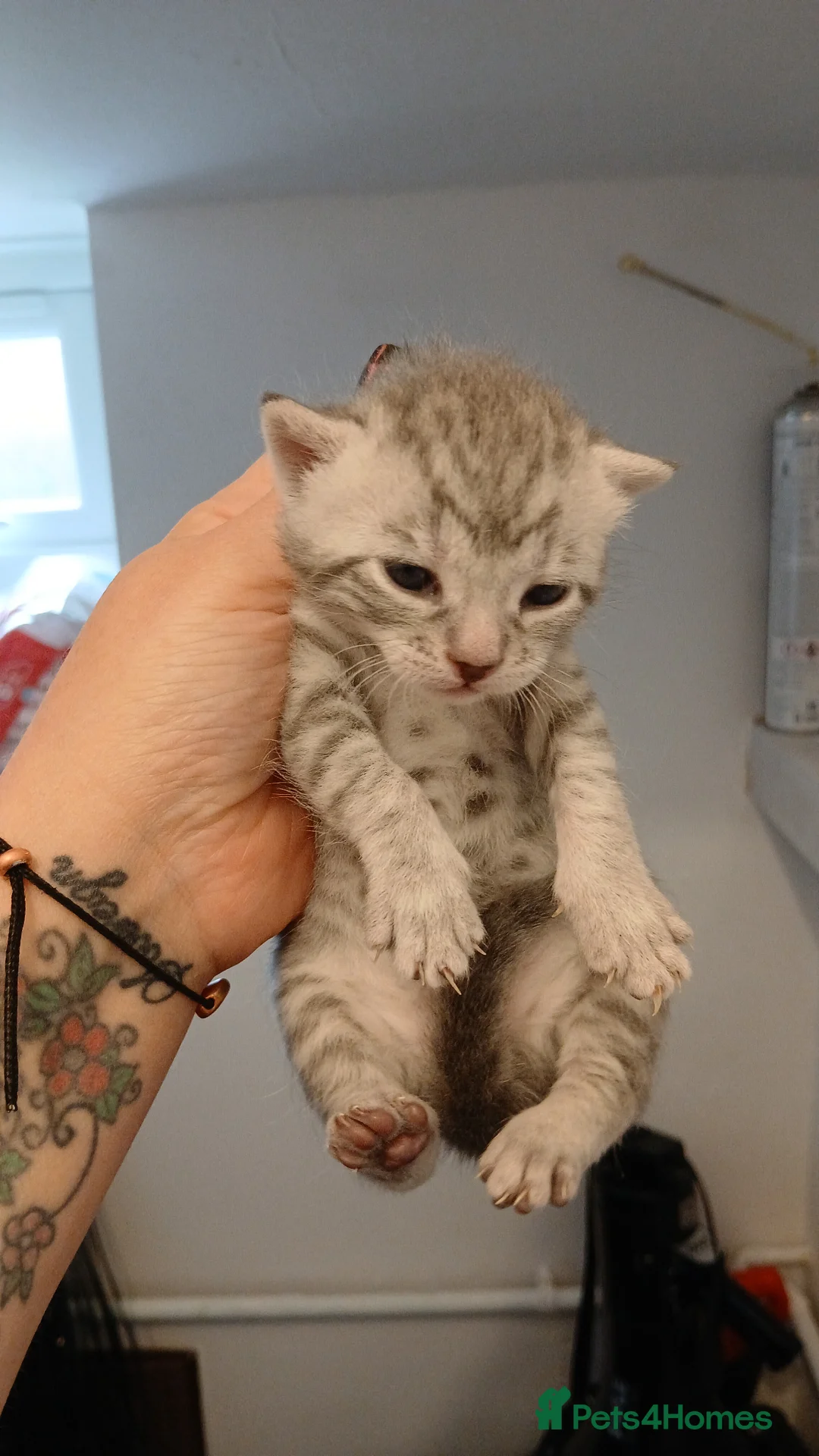Bengal cats for sale: Bengal x Main Coon kittens - Advert 2