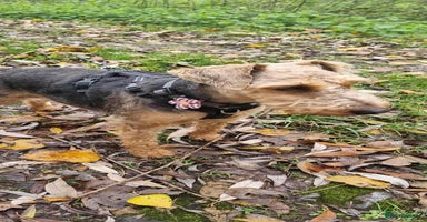 Welsh Terrier dogs - Advert 3