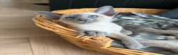 Siamese cats for sale: All reserved -Pedigree GCCF Registered - Advert 6