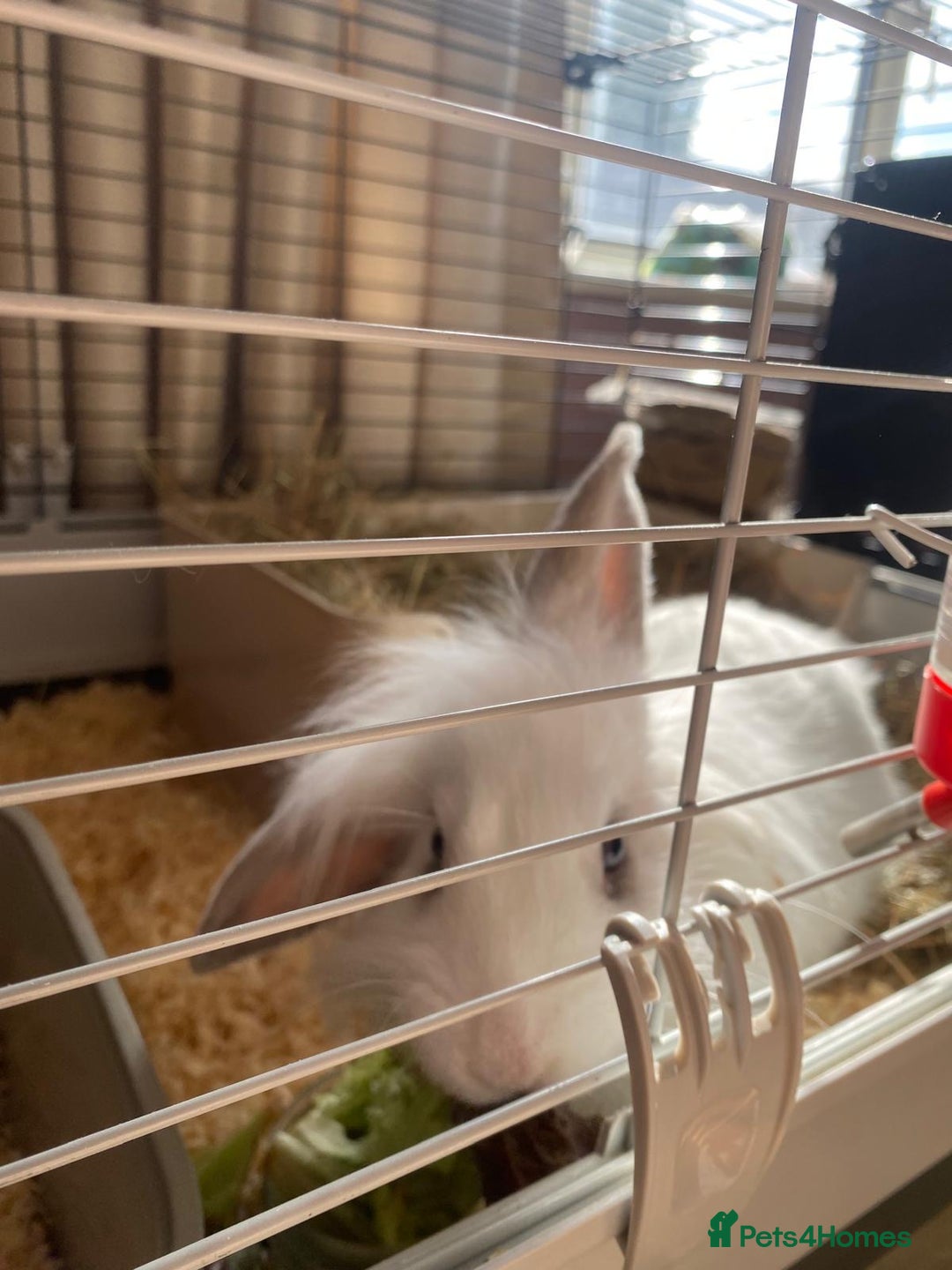 Mini Lion Lop rabbits for sale: Beautiful bunny  - Image 2