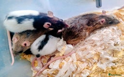 Rat rodents for sale: Darwf rats 8 females 3 males  - Image 2