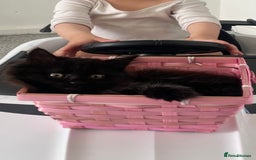 Ragdoll cats for sale: Ragdoll kitten looking for FOREVER HOME - Image 2