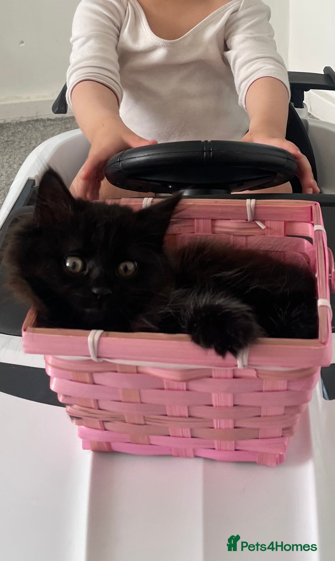 Ragdoll cats for sale: Ragdoll kitten looking for FOREVER HOME - Image 2