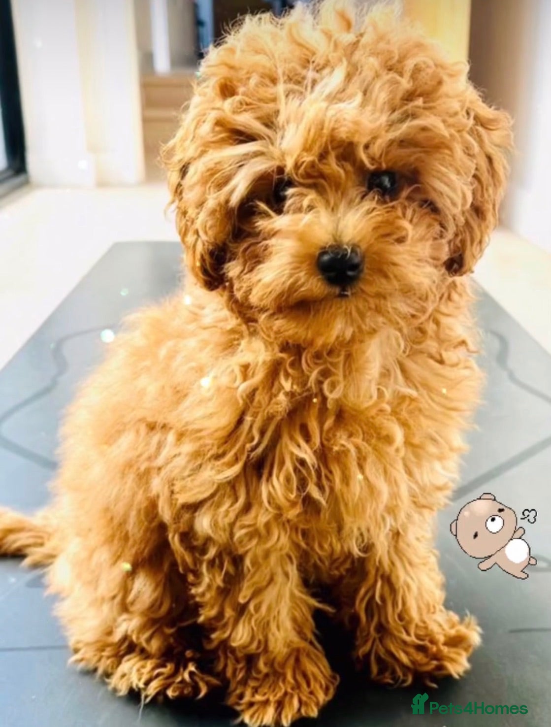 Toy Poodle dogs Beautiful toy/asian poodle puppies available - Advert 1