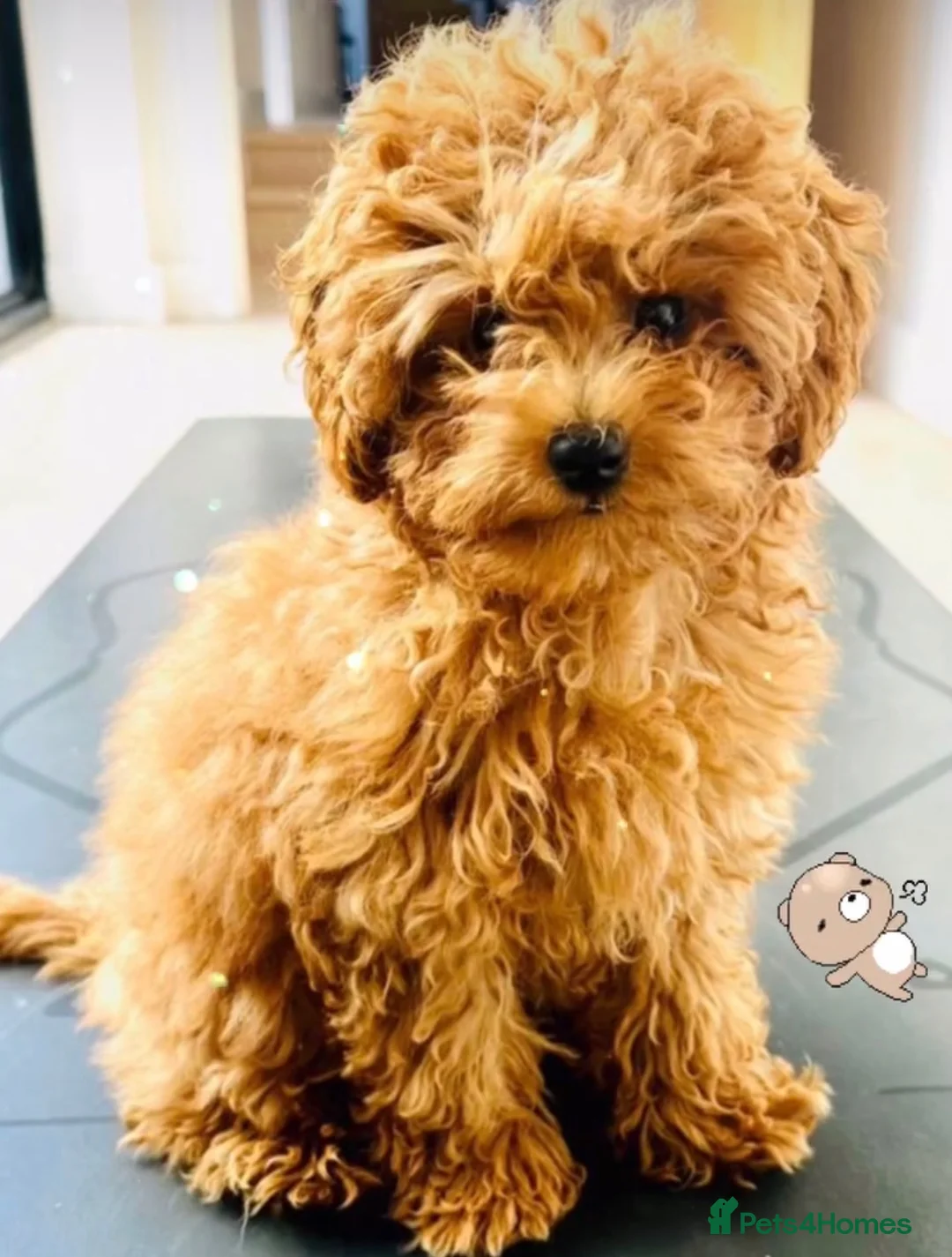 Toy Poodle dogs for sale: Beautiful toy/asian poodle puppies available - Advert 1