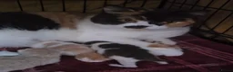 British Shorthair cats for sale: GCCF chunky British shorthair kittens - Advert 7