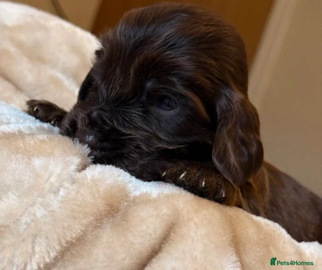 Cocker Spaniel dogs for sale: Show type cocker spaniels  - Advert 32