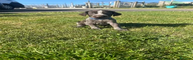 German Wirehaired Pointer 4