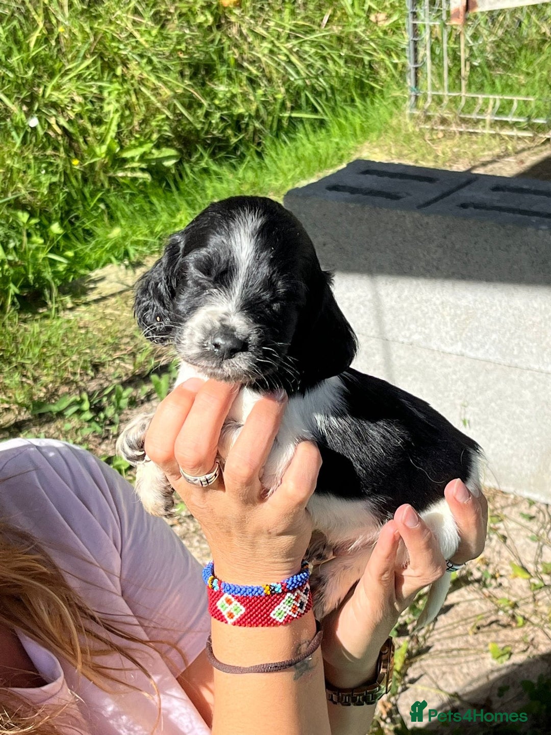 English Setter dogs for adoption: Setter x pups  - Image 17