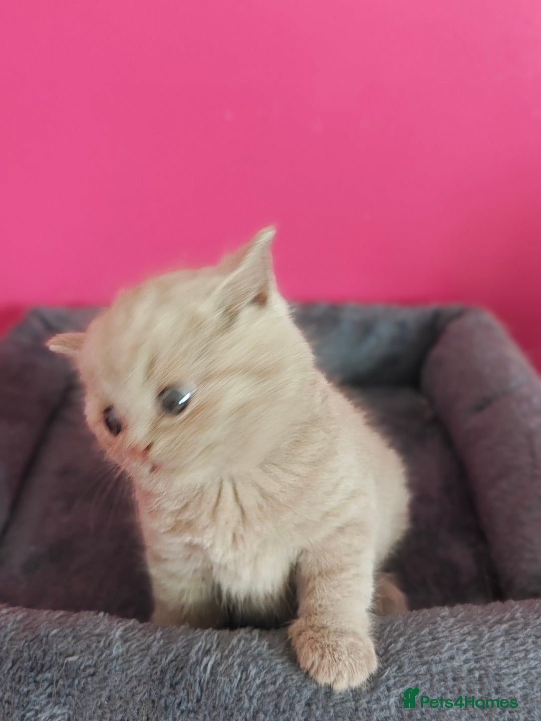 British Shorthair cats for sale: Stunning Teddy bear BSH kittens  GCCF  - Image 25