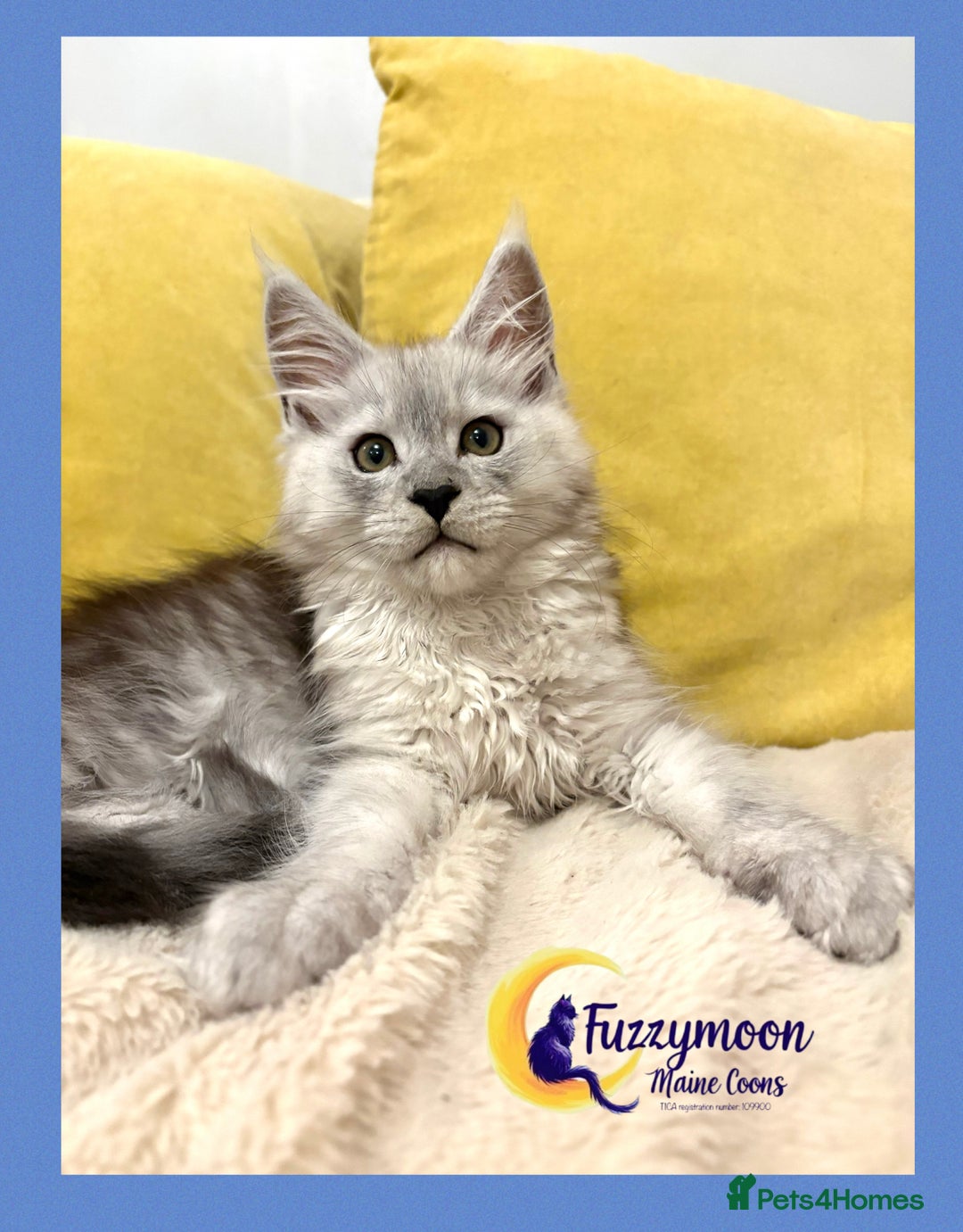 Maine Coon cats for sale: Gorgeous Shaded Pedigree Maine Coon Kittens - Advert 15