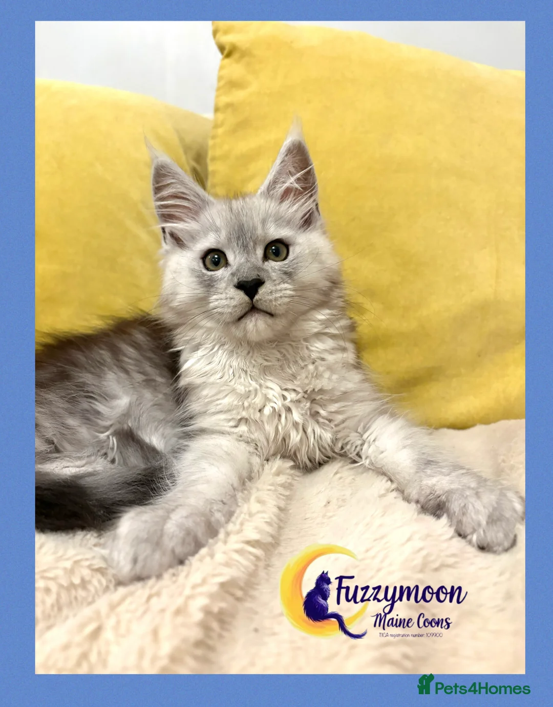 Maine Coon cats for sale: Gorgeous Shaded Pedigree Maine Coon Kittens - Advert 15